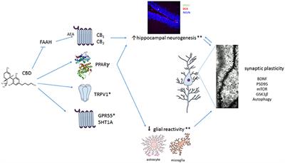 Plastic and Neuroprotective Mechanisms Involved in the Therapeutic Effects of Cannabidiol in Psychiatric Disorders